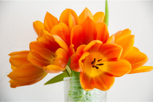 Bloom Tulips Flowers Flower Orange Canvas Art Wall Picture Or Gloss Print