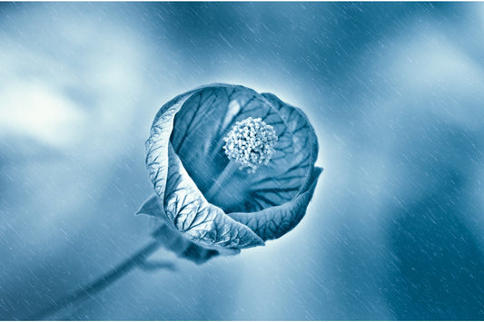 Blue Abstract Flower Canvas Art Wall Picture Or Gloss Print