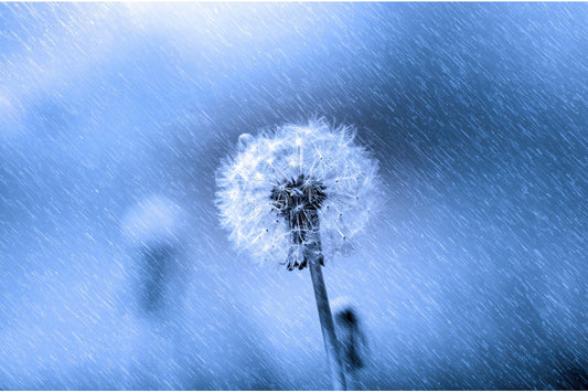 Blue Dandelion Flower Floral Canvas Art Wall Picture Or Gloss Print