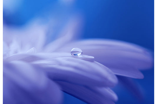 Blue Floral Water Dew Drop Flower Canvas Art Wall Picture Or Gloss Print