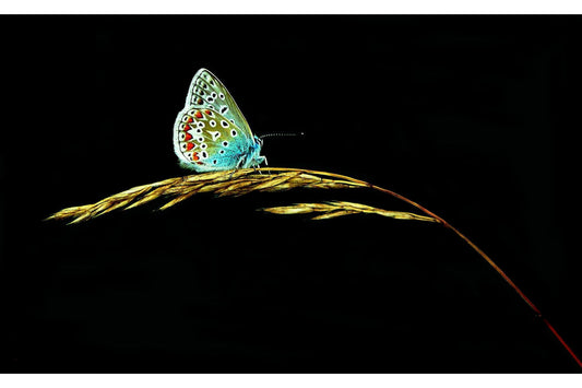 Blue Green Butterfly Butterflies Wildlife Canvas Art Wall Picture Or Gloss Print