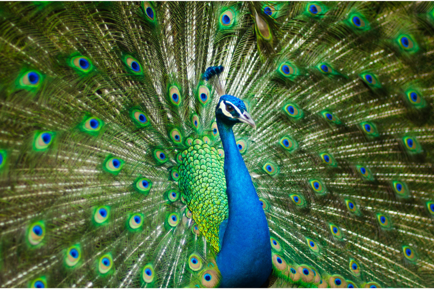 Blue Green Peacock Animal Wildlife Canvas Art Wall Picture Or Gloss Print