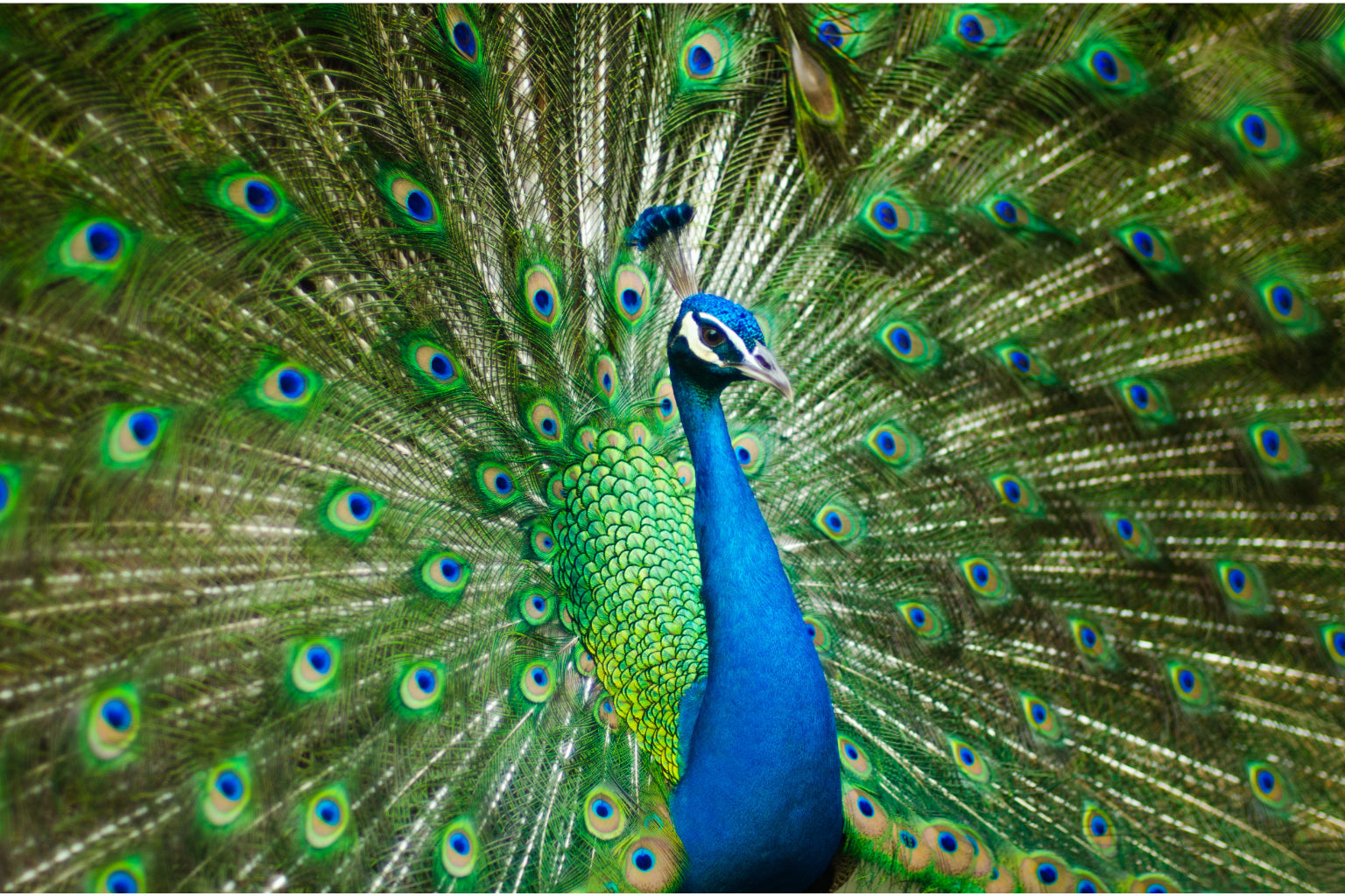 Blue Green Peacock Animal Wildlife Canvas Art Wall Picture Or Gloss Print