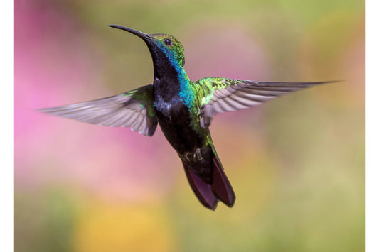 Blue Green Purple Humming Bird Canvas Art Wall Picture Or Gloss Print