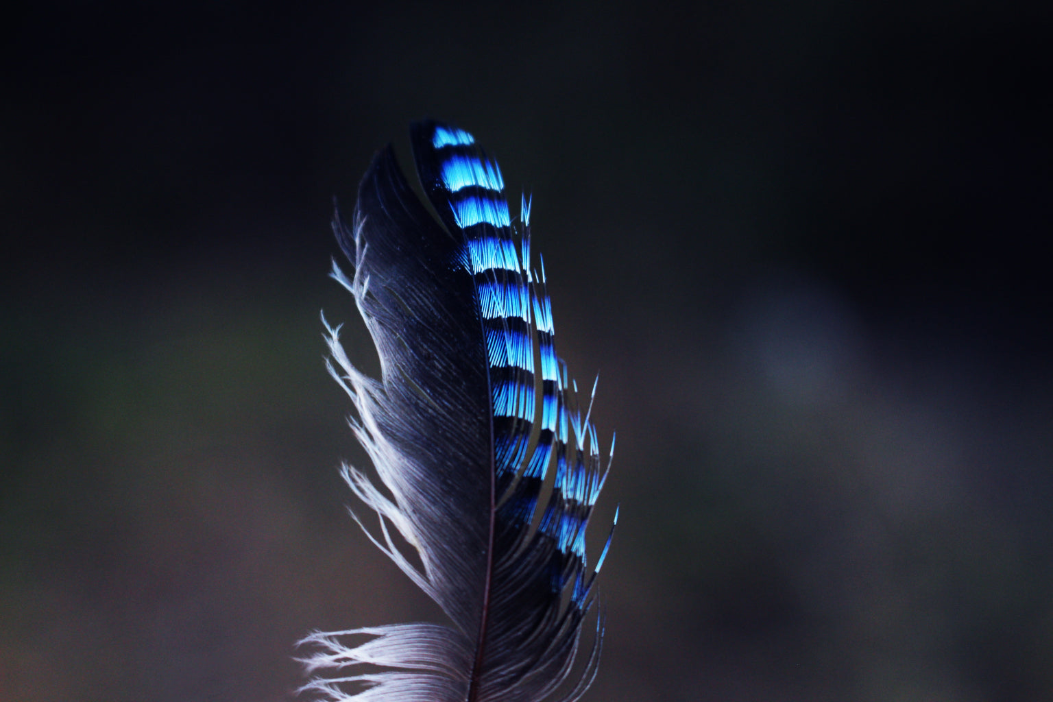 Blue Neon Feather Grey Canvas Art Wall Picture Or Gloss Print