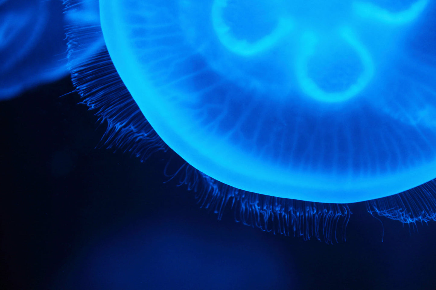 Blue Neon Jelly Fish Abstract Canvas Art Wall Picture Or Gloss Print