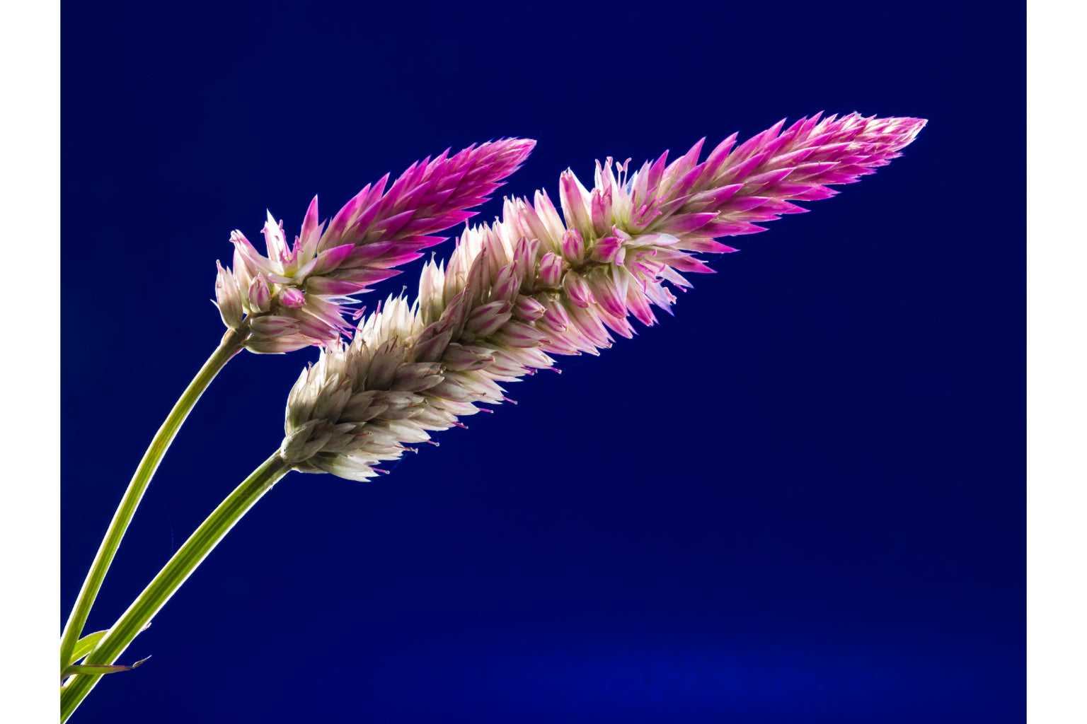 Blue Pink Wild Flower Flowers Canvas Art Wall Picture Or Gloss Print