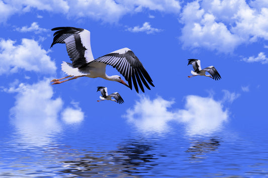 Blue Sea Black White Birds Canvas Art Wall Picture Or Gloss Print