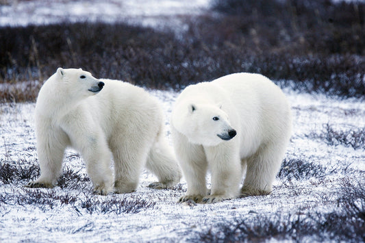 Blue Sea Polar Bear Iceberg Wildlife Animal Canvas Art Wall Picture Or Gloss Print