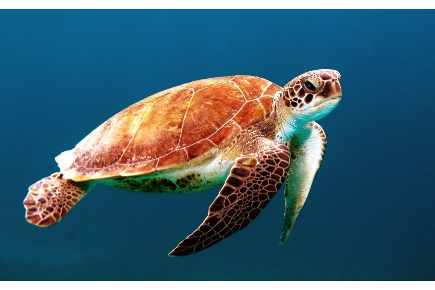 Blue Sea Turtle Tortoise Animal Wildlife Canvas Art Wall Picture Or Gloss Print