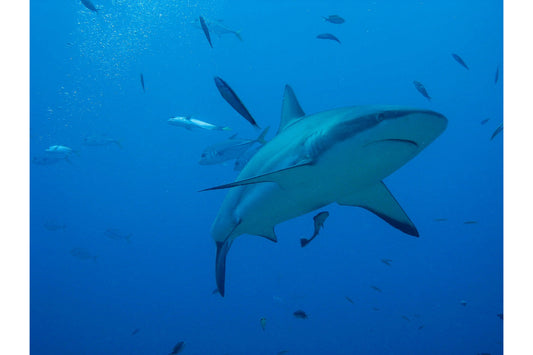 Blue Sea Water Shark Animal Fish Canvas Art Wall Picture Or Gloss Print