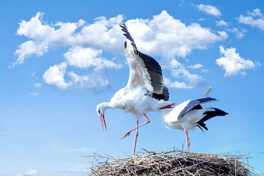 Blue Sky Stork Birds Bird Animal Wildlife Canvas Art Wall Picture Or Gloss Print