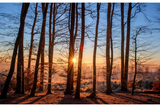 Blue Sky Sunset Sunrise Forest Trees Woods Canvas Art Wall Picture Or Gloss Print