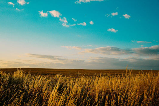 Blue Sky Wheat Field Farm Landscape Canvas Art Wall Picture Or Gloss Print