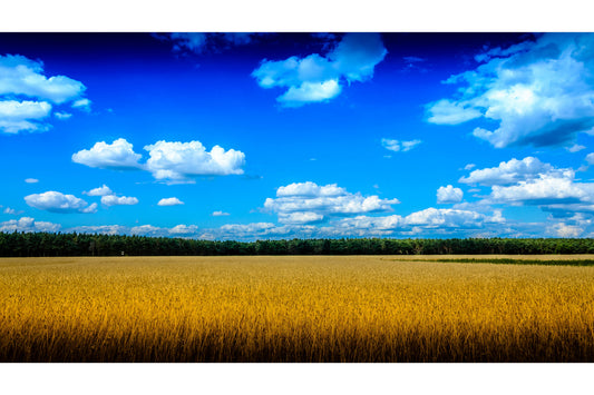 Blue Sky Wheat Field Landscape Canvas Art Wall Picture Or Gloss Print