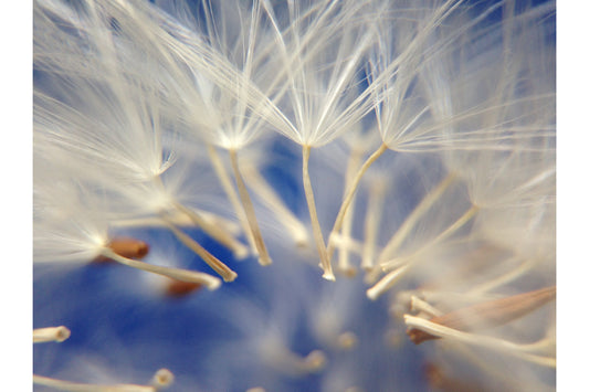 Blue White Feather Flowers Floral Canvas Art Wall Picture Or Gloss Print