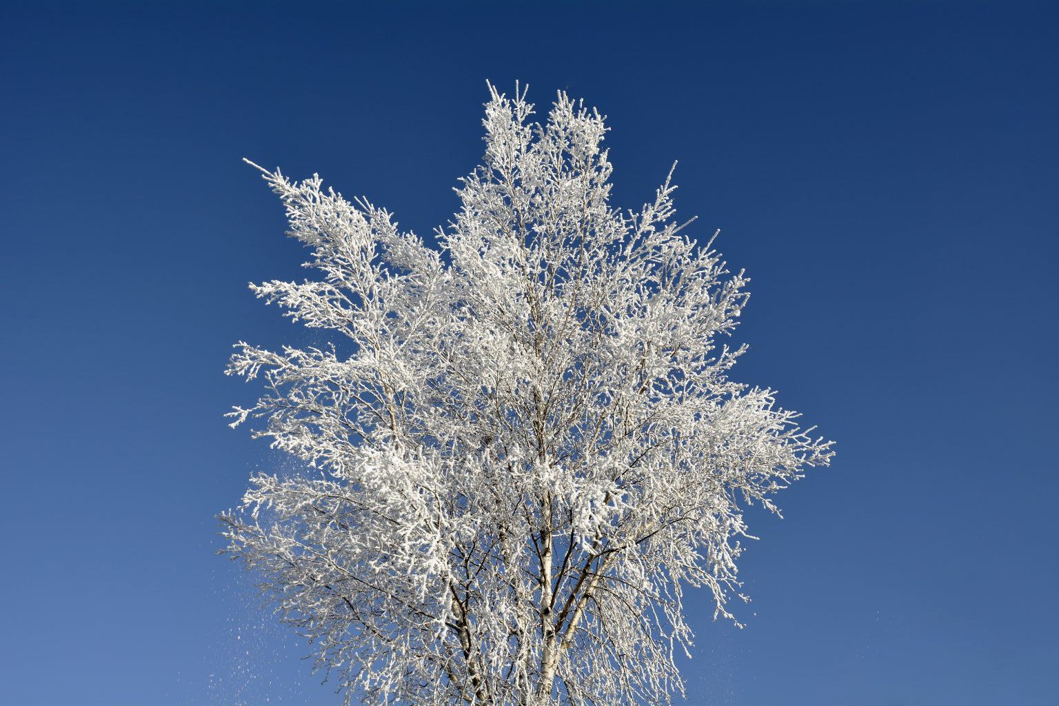 Blue White Winter Ice Snow Tree Canvas Art Wall Picture Or Gloss Print