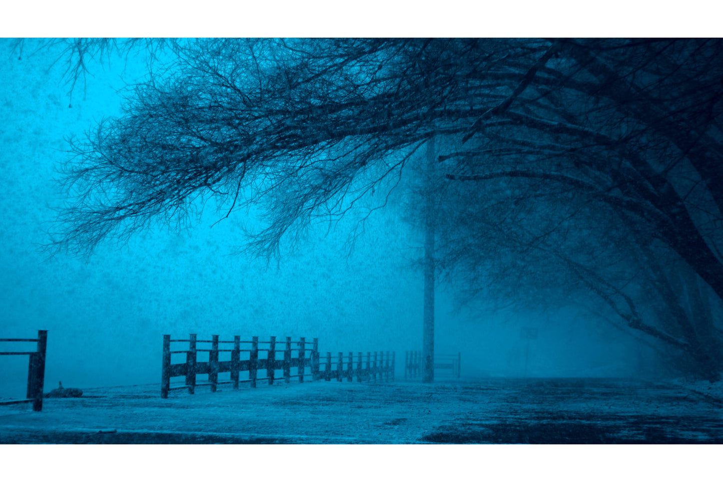 Blue Winter Tree Canvas Art Wall Picture Or Gloss Print