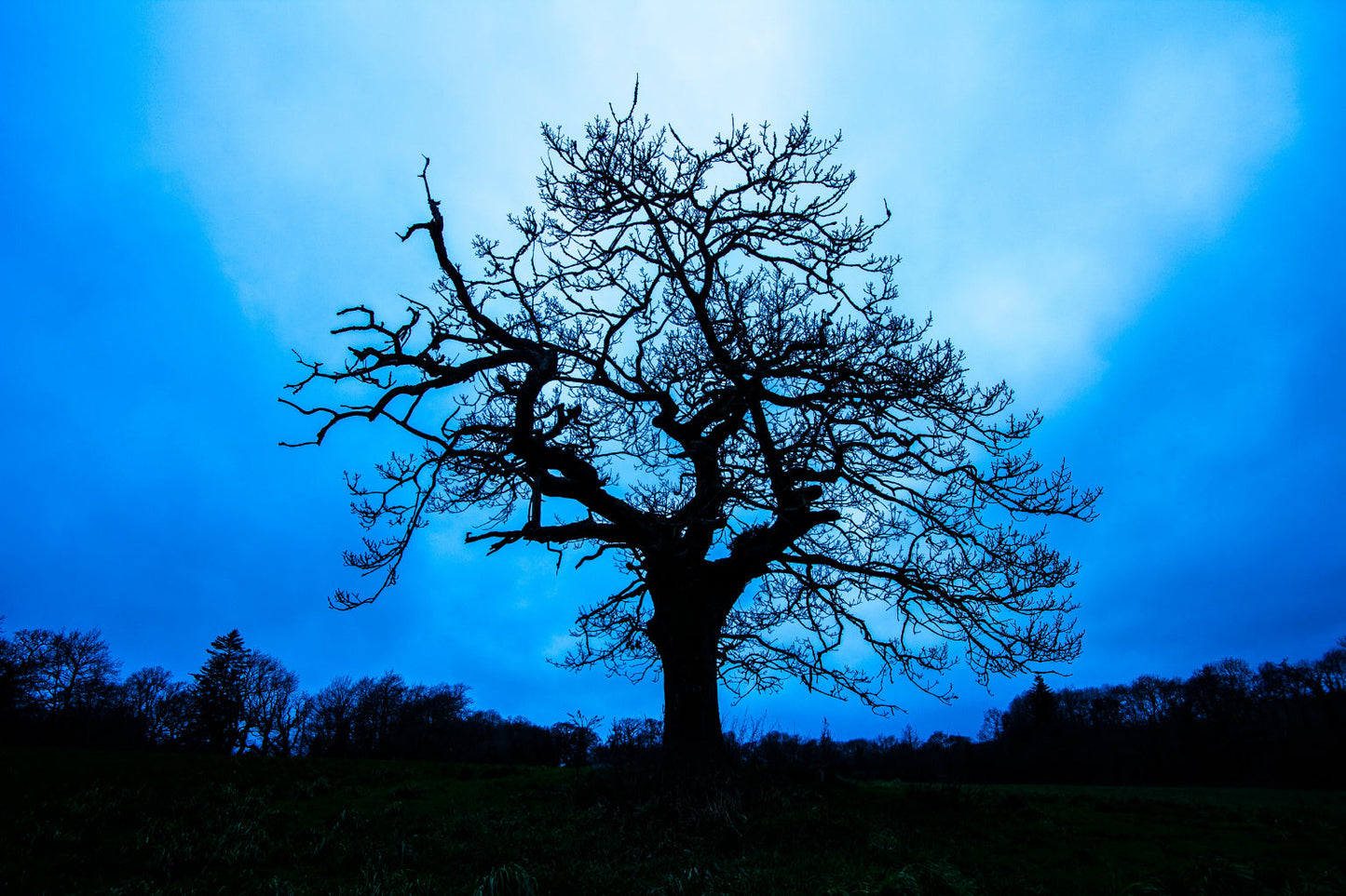 Blue Winter Tree Landscape Canvas Art Wall Picture Or Gloss Print