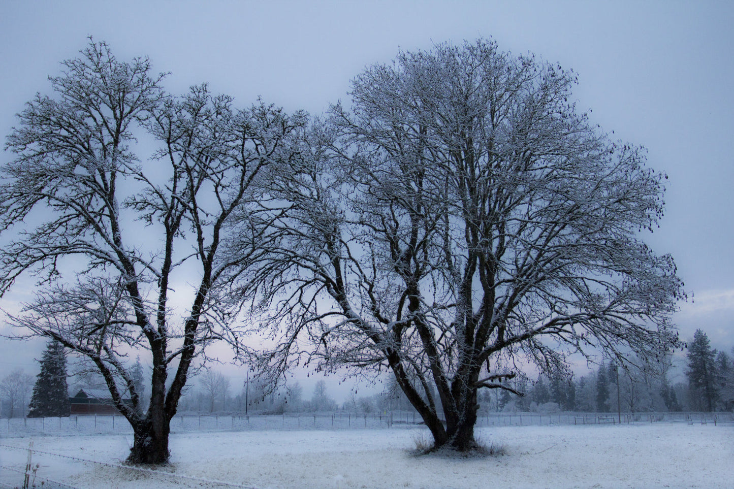 Blue Winter Trees Snow Landscape Canvas Art Wall Picture Or Gloss Print