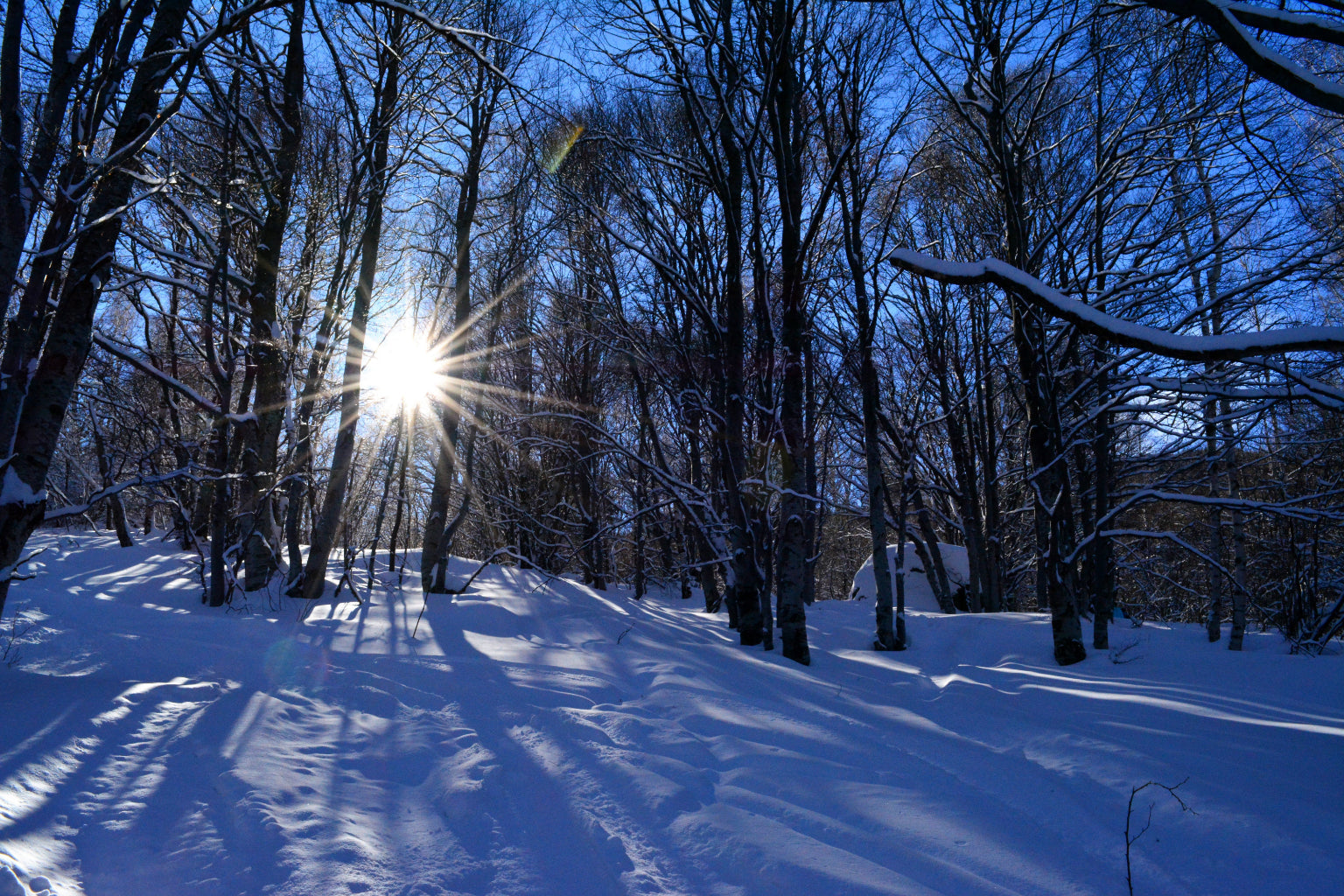 Blue Winter Trees Sunshine Landscape Canvas Art Wall Picture Or Gloss Print