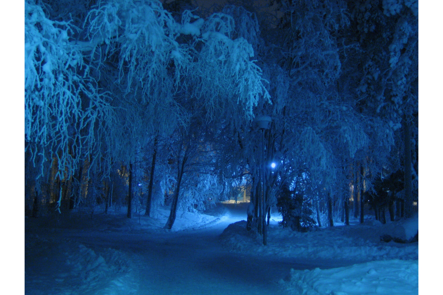 Blue Winter Woods Forest Trees Snow Canvas Art Wall Picture Or Gloss Print