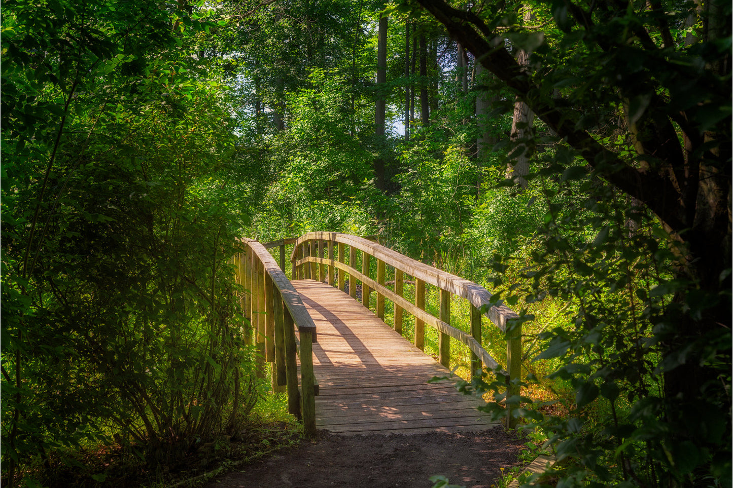 Bridge Of The Green Trees Woods Forest Canvas Art Wall Picture Or Gloss Print