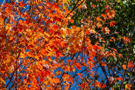 Bright Autumn Leaves Trees Orange Red Canvas Art Wall Picture Or Gloss Print