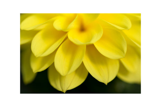 Bright Yellow Flower Petals Canvas Art Wall Picture Or Gloss Print