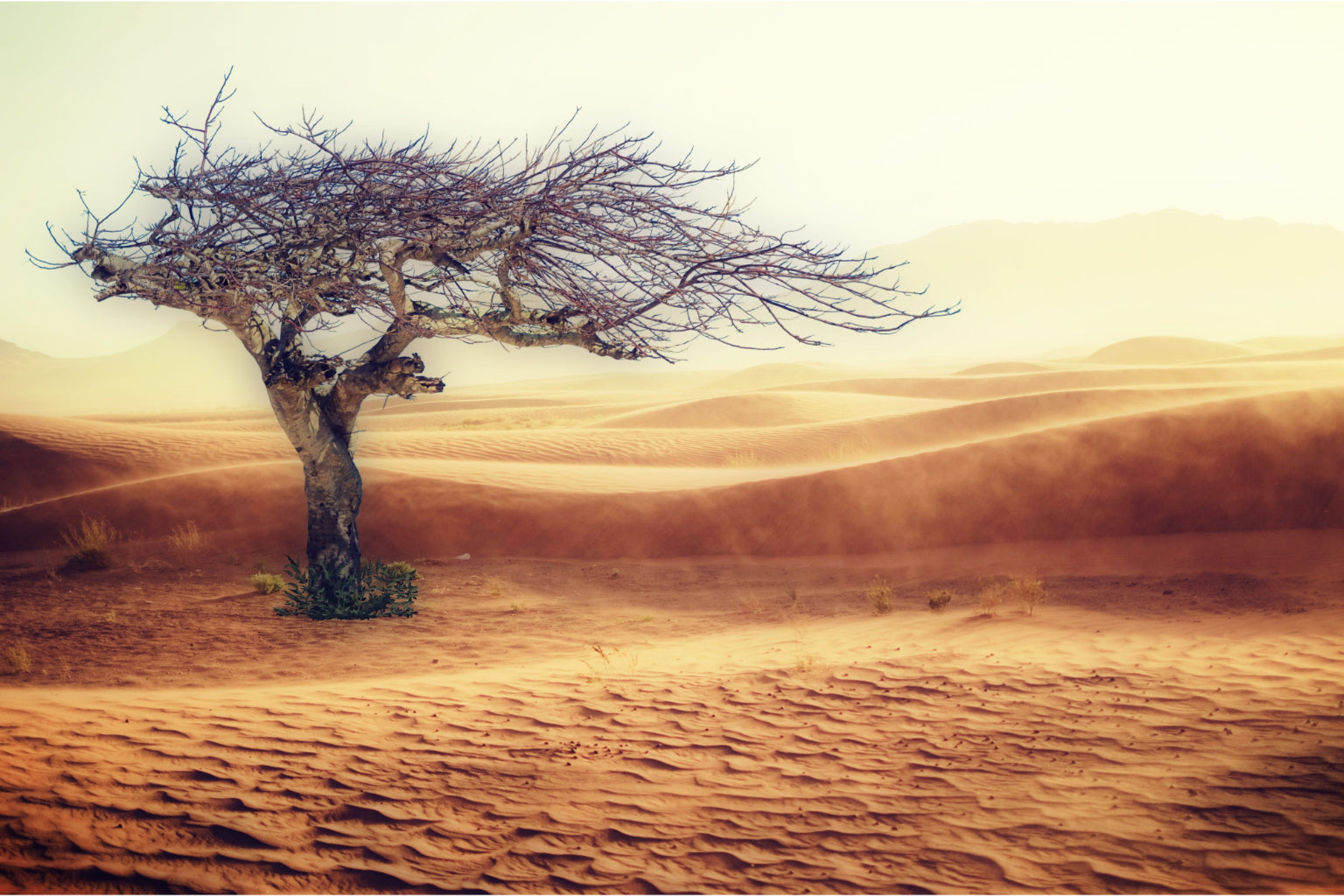 Brown Cream Desert Sand Tree Landscape Canvas Art Wall Picture Or Gloss Print