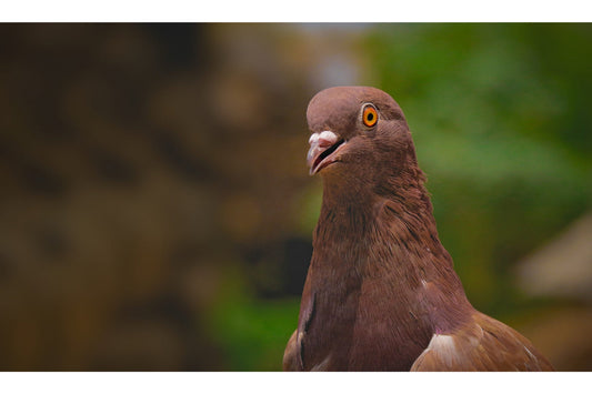 Brown Dove Bird Birds Animal Wildlife Canvas Art Wall Picture Or Gloss Print