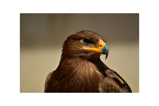 Brown Eagle Bird Animal Canvas Art Wall Picture Or Gloss Print