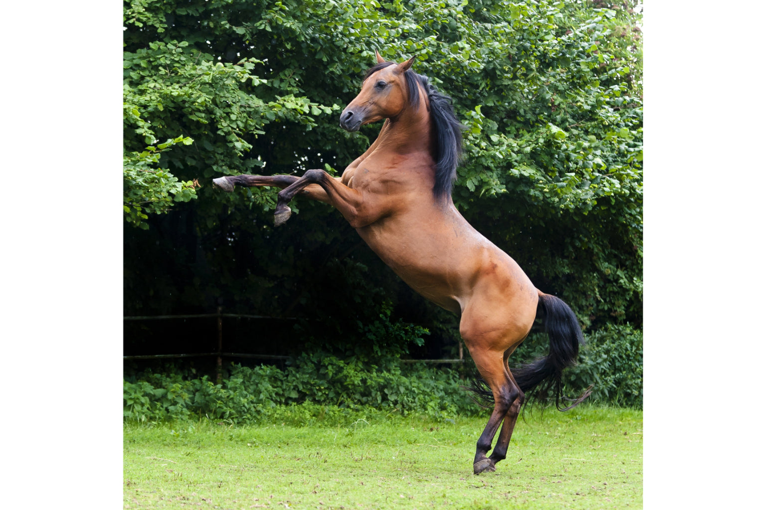 Brown Jumping Horse Animal Wildlife Canvas Art Wall Picture Or Gloss Print