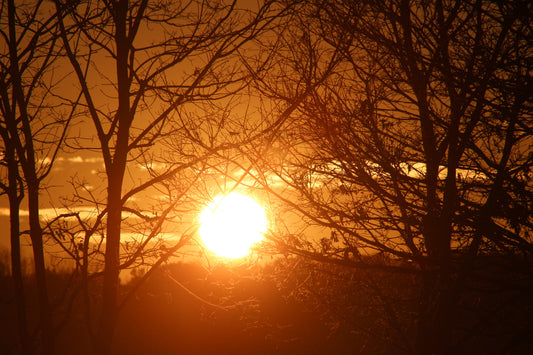 Brown Sunset Woods Trees Forest Canvas Art Wall Picture Or Gloss Print