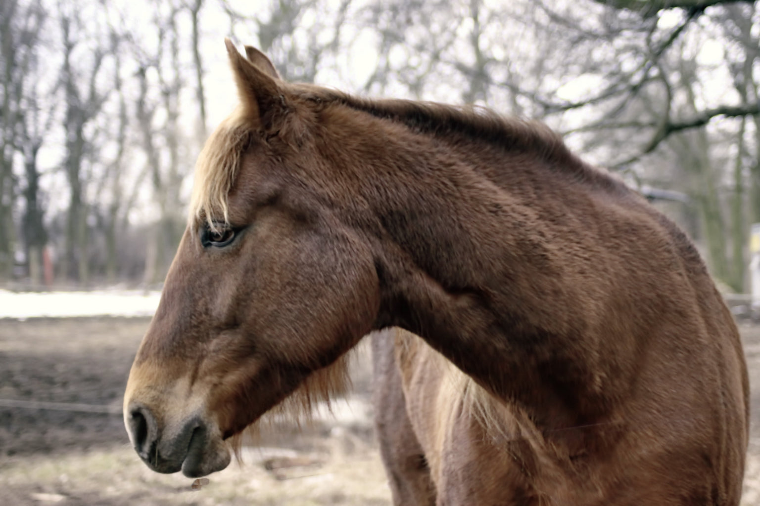 Brown Winter Horse Animal Wildlife Canvas Art Wall Picture Or Gloss Print