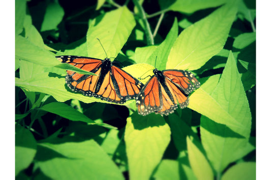 Butterfly Butterflies Orange Green Leaves Insect Canvas Art Wall Picture