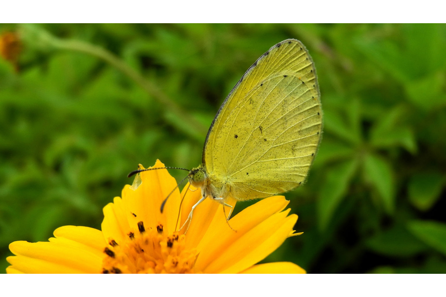 Butterfly Yellow Flower Butterflies Canvas Art Wall Picture Or Gloss Print