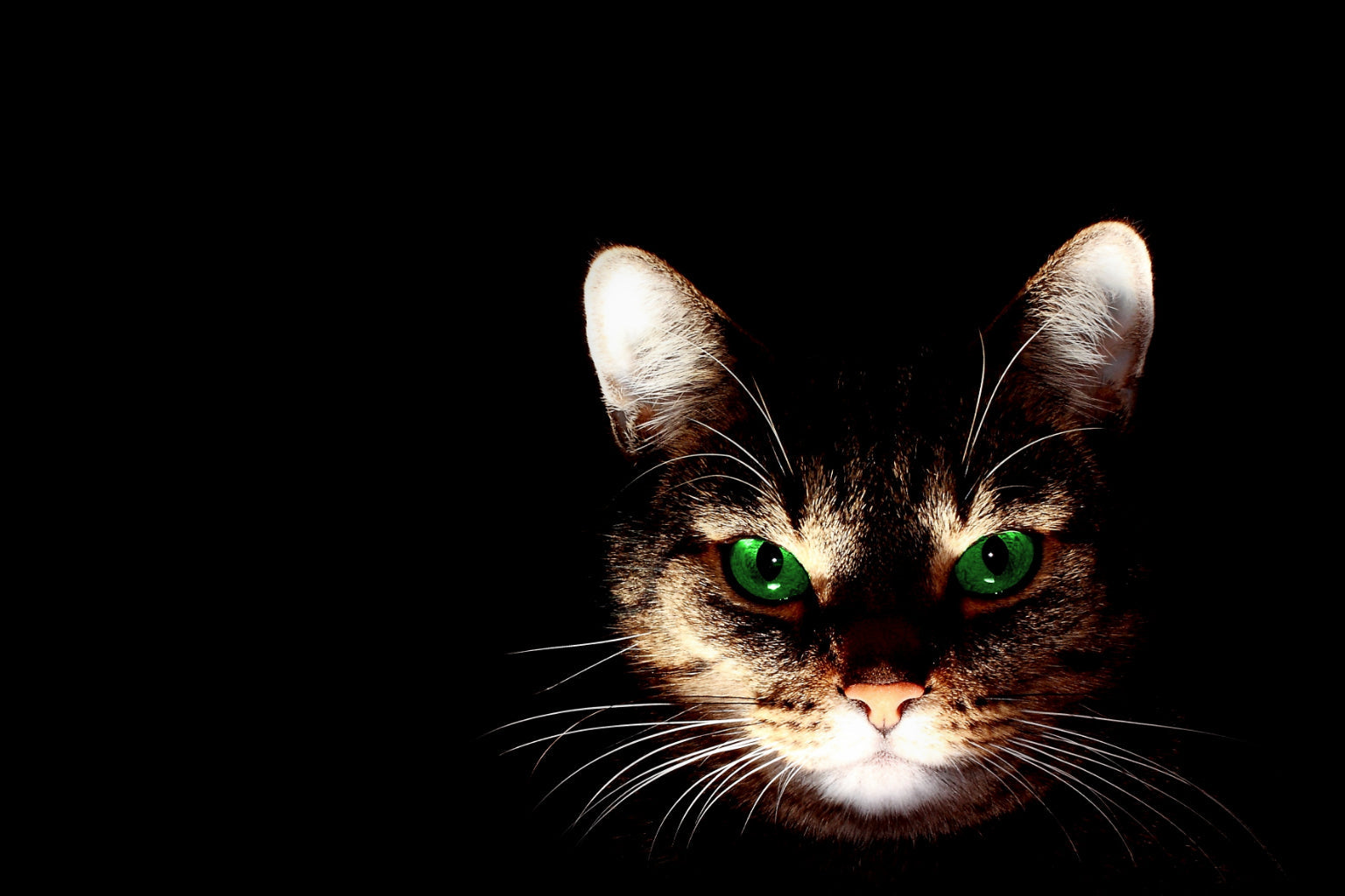 Cat Green Eyes Light Animal Canvas Art Wall Picture Or Gloss Print