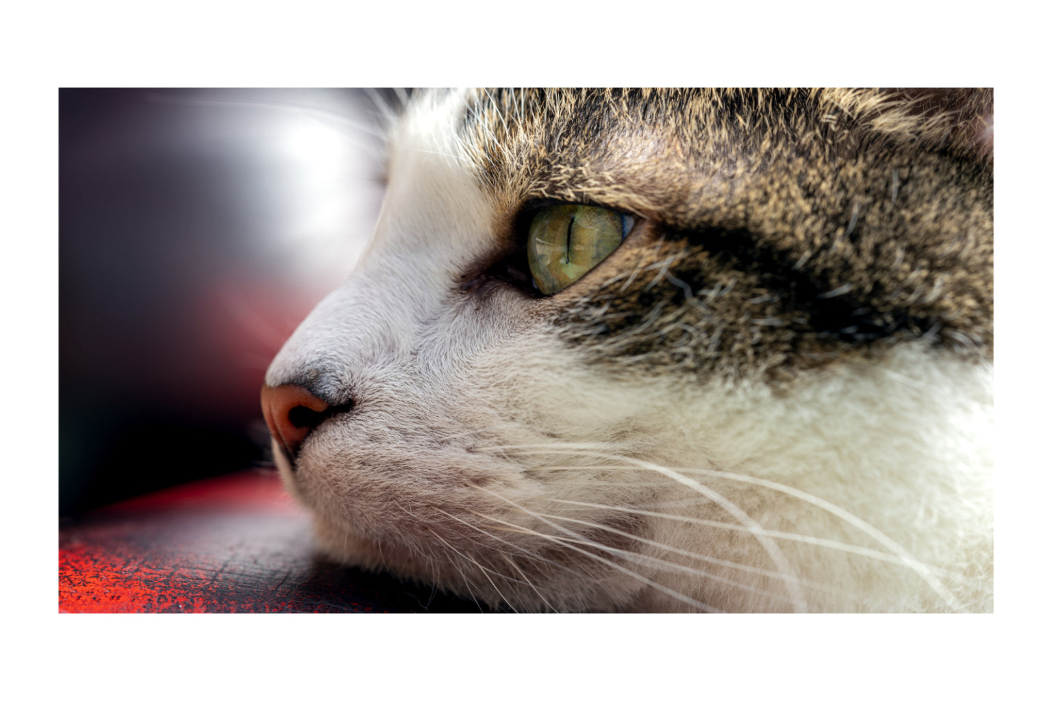 Cat Portrait Animal Canvas Art Wall Picture Or Gloss Print