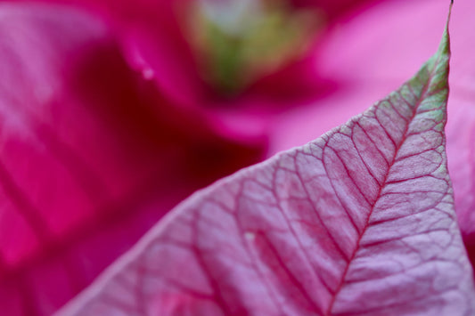 Cerise Pink Purple Poinsettia Leaf Flower Canvas Art Wall Picture Or Gloss Print