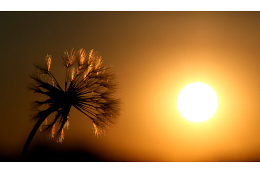 Cream Sun Dandelion Flower Canvas Art Wall Picture Or Gloss Print