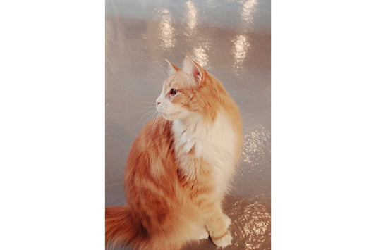 Cute Ginger Cat Animal Canvas Art Wall Picture Or Gloss Print