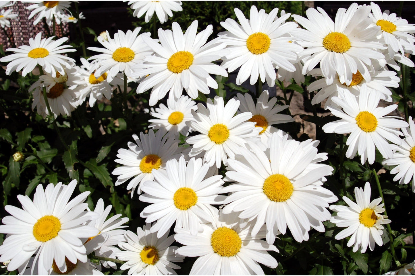 Daisies White Yellow Flowers Flower Canvas Art Wall Picture Or Gloss Print