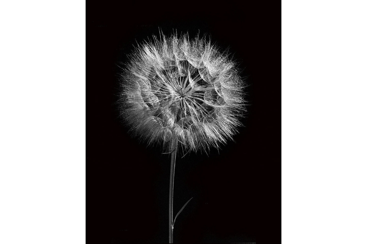 Dandelion Flower Black White Bloom Canvas Art Wall Picture Or Gloss Print