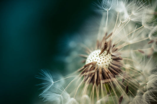 Dandelion Flower Teal Blue White Canvas Art Wall Picture Or Gloss Print