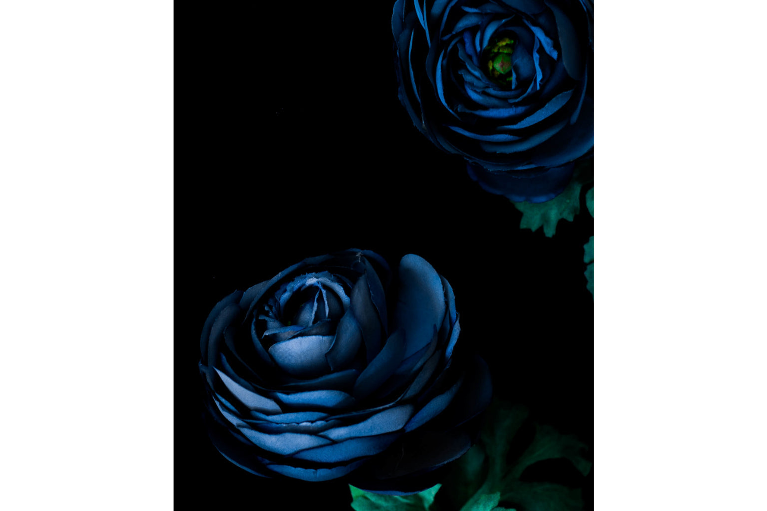 Dark Blue Roses Flowers Canvas Art Wall Picture Or Gloss Print