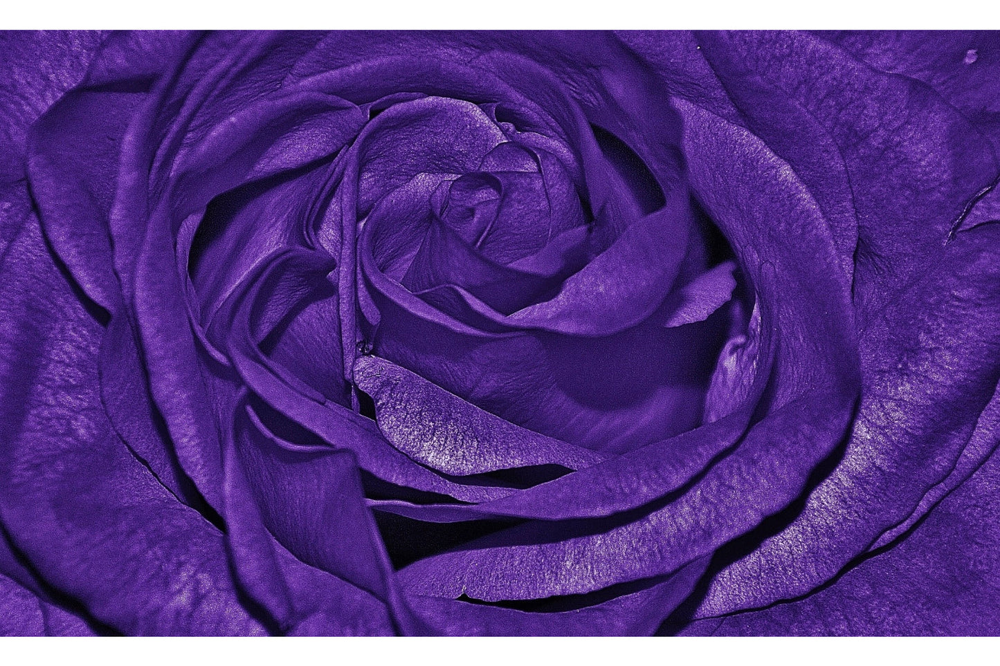 Dark Purple Rose Flower Flowers Canvas Art Wall Picture Or Gloss Print