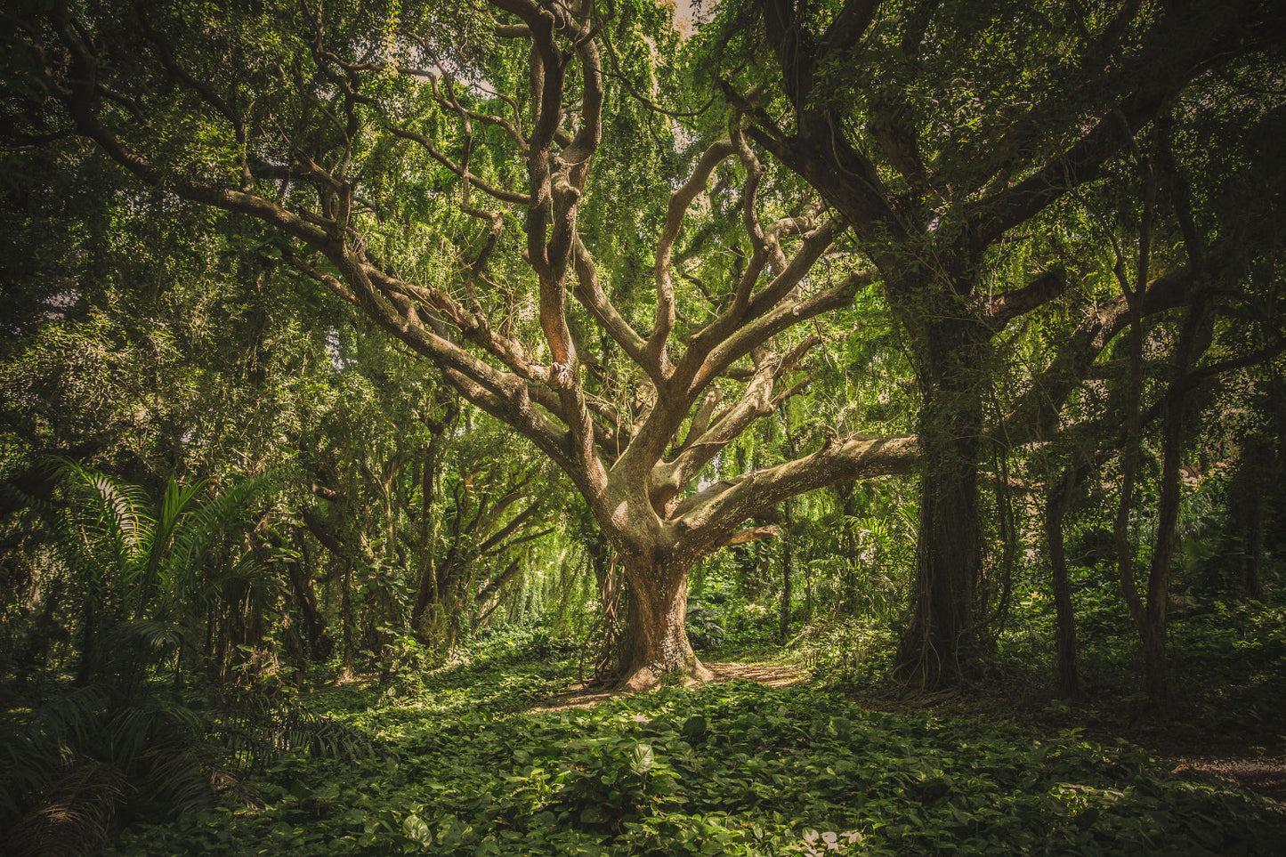 Deep In Green Woods Trees Forest Canvas Art Wall Picture Or Gloss Print