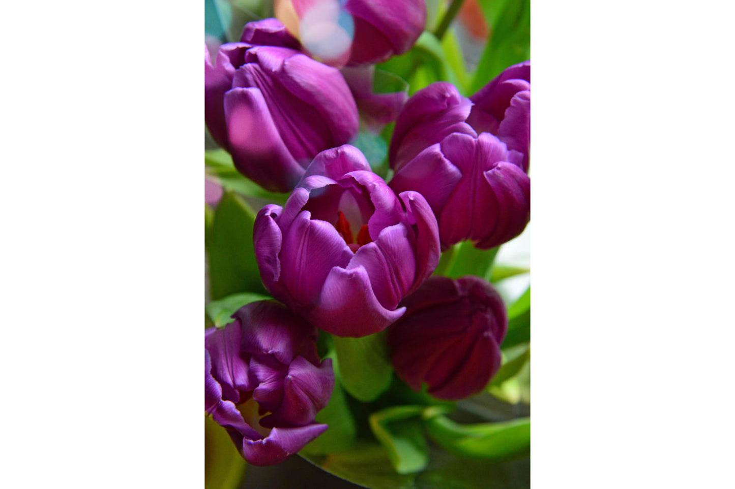 Deep Purple Tulip Flowers Canvas Art Wall Picture Or Gloss Print