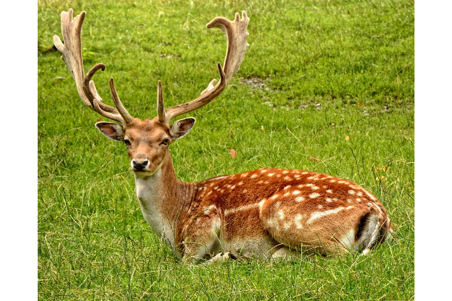 Deer Antler Animal In Grass Wildlife Canvas Art Wall Picture Or Gloss Print